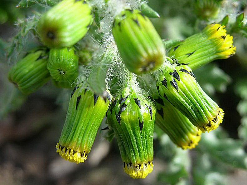 Senecio vulgaris / Senecione comune